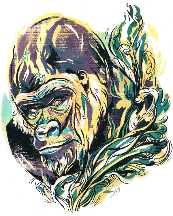 Gorilla